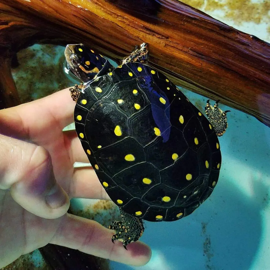 Adult male spotted turtle seen from the side, showing yellow shell spots and orange markings on the limbs