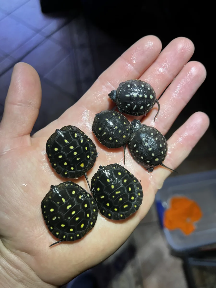 Newly hatched spotted turtle resting on a hand