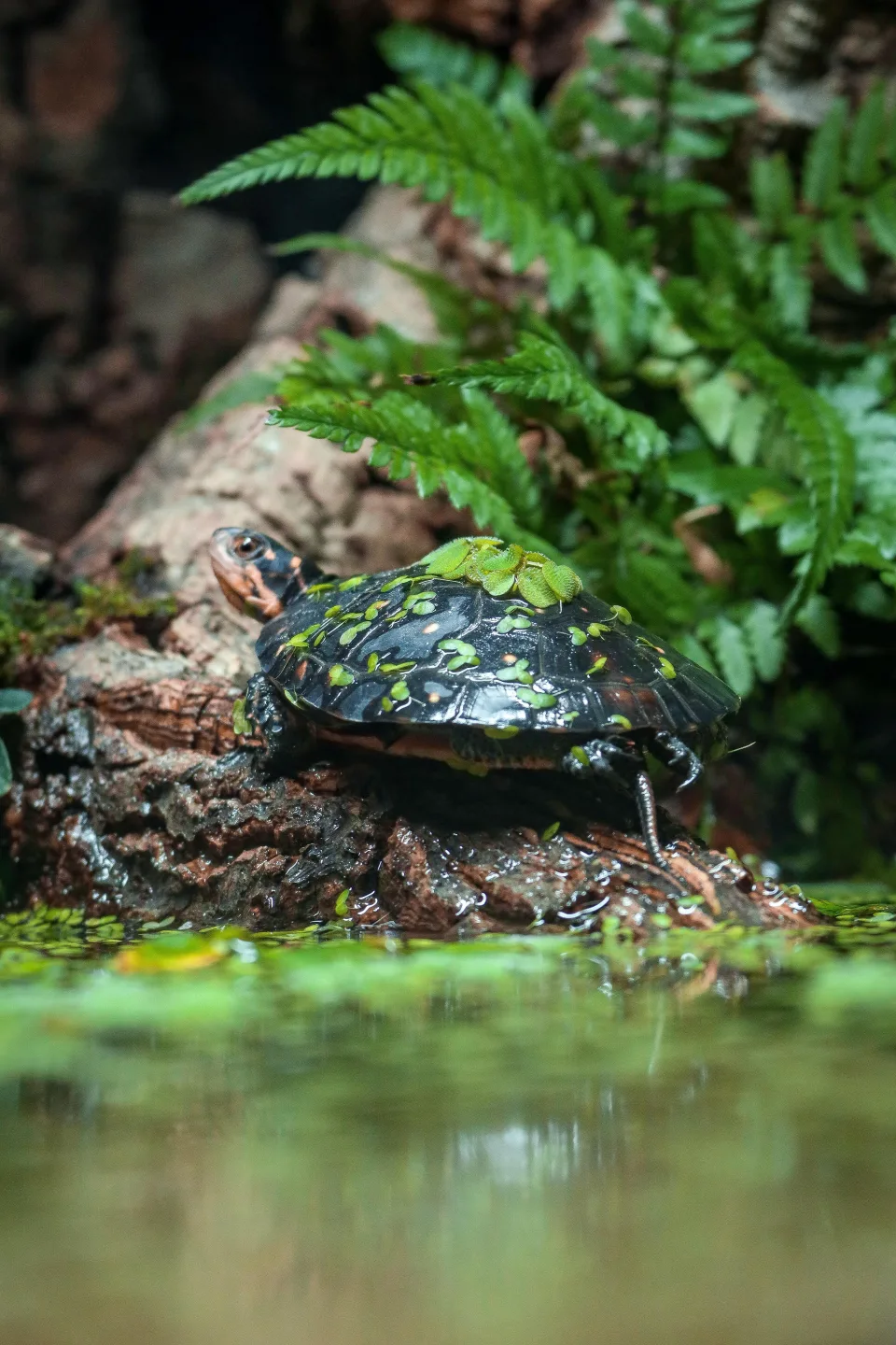 Captive spotted turtle Koa among vegetation