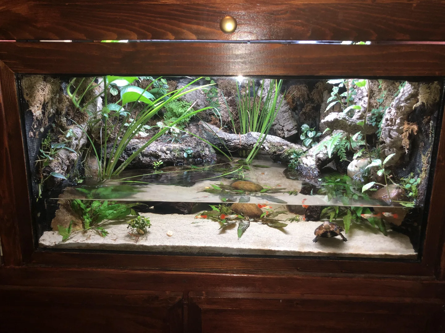 Naturalistic planted paludarium built for a spotted turtle