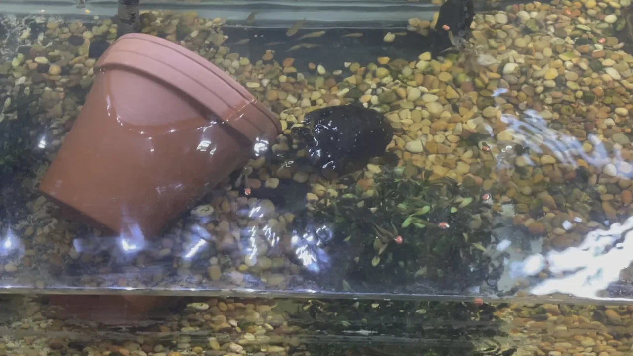 Video poster showing Snoopy the turtle in a planted aquatic enclosure