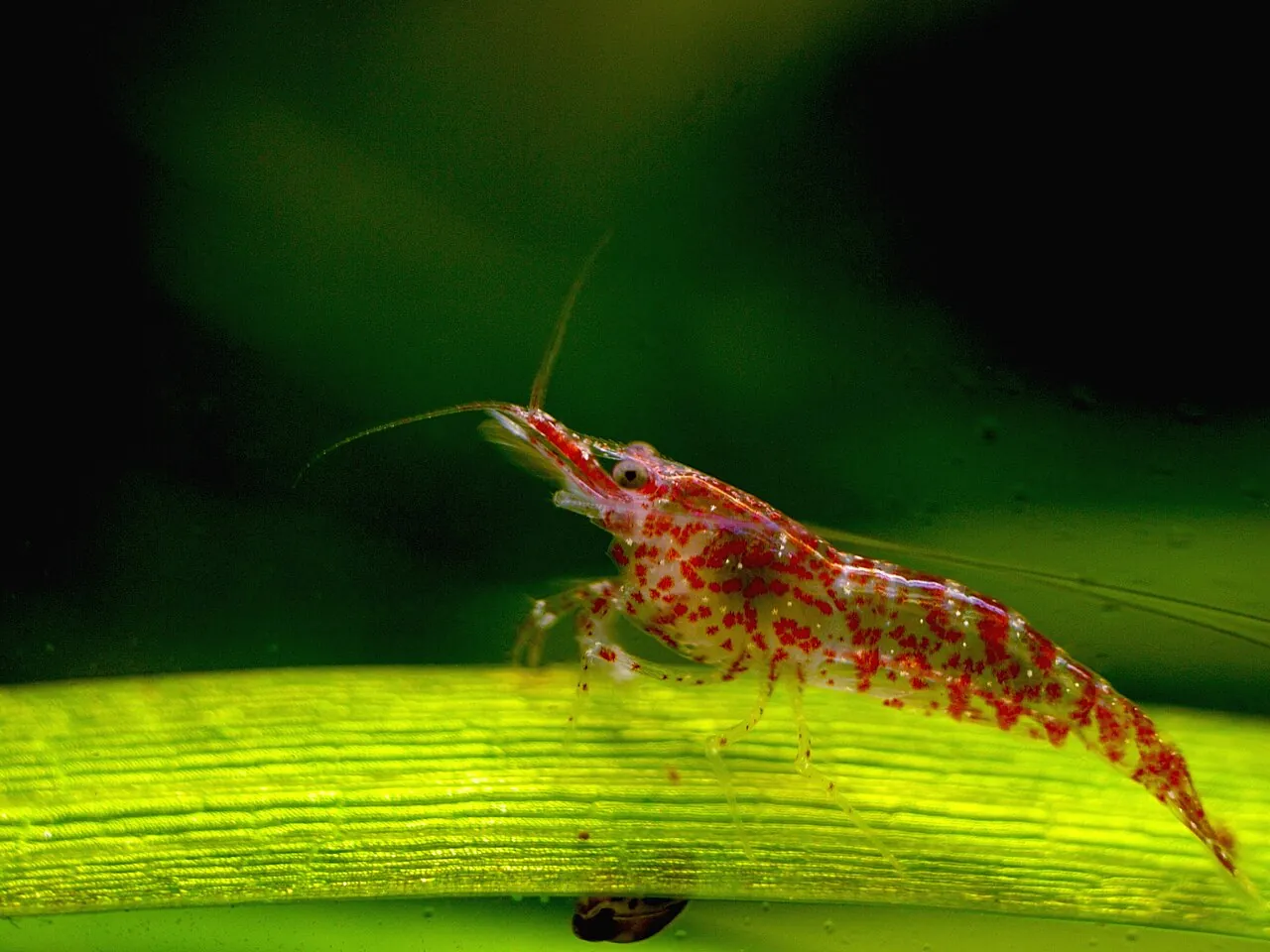 Red cherry shrimp resting on a bright green aquatic leaf