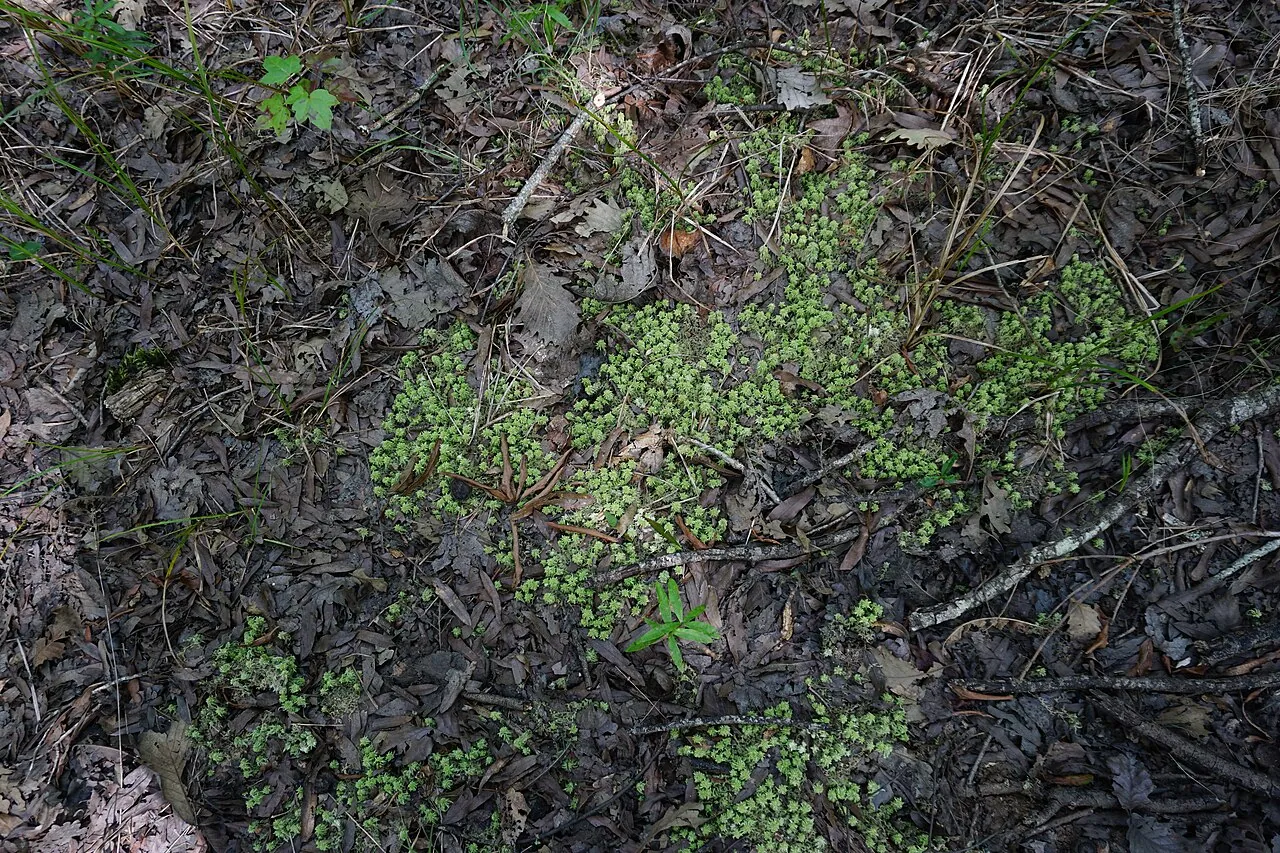 Patches of moss growing through dark woodland leaf litter and small twigs