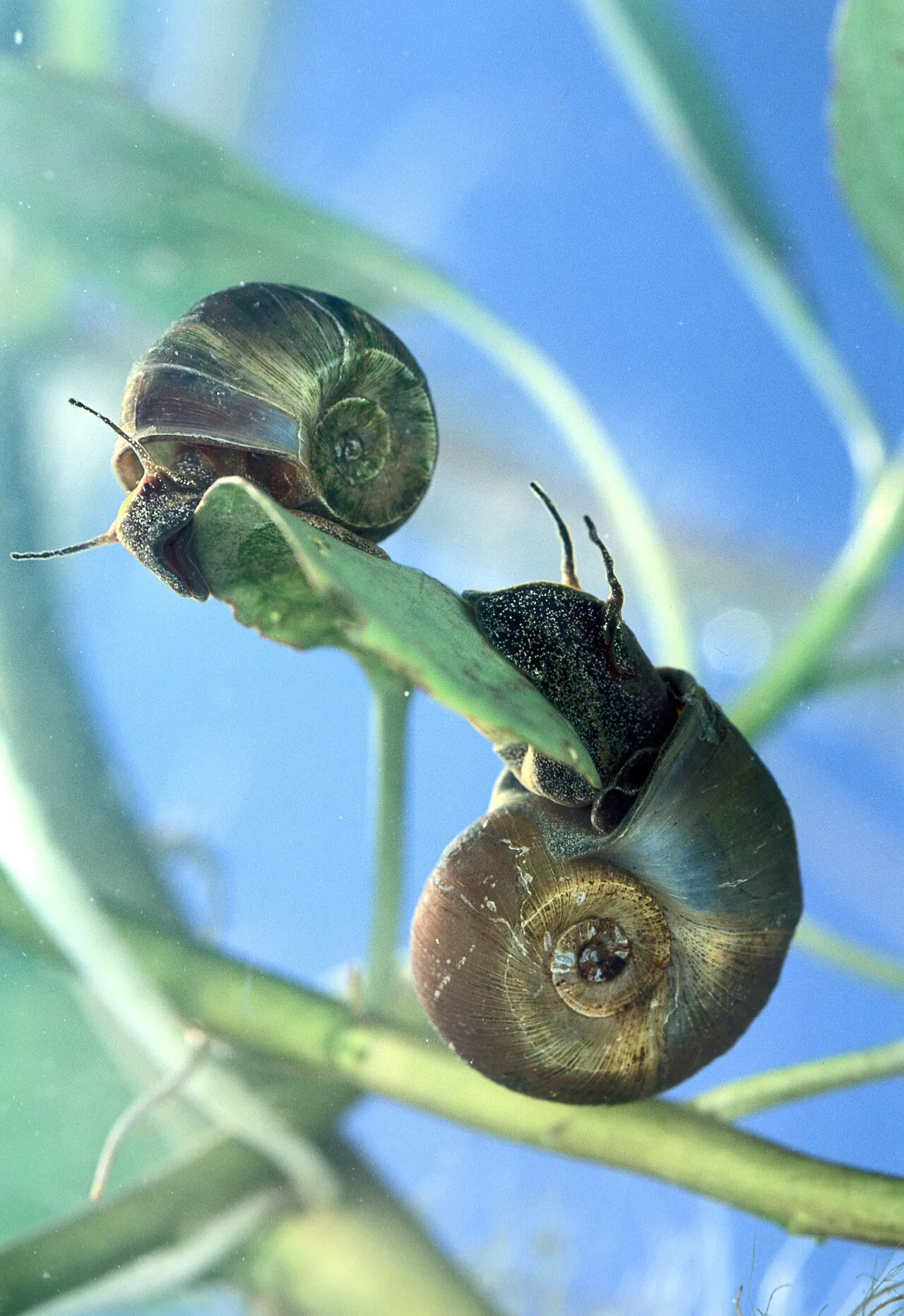 Two ramshorn snails on a submerged aquatic plant stem