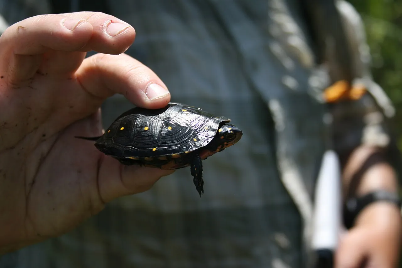 Small spotted turtle gently supported in a hand during fieldwork
