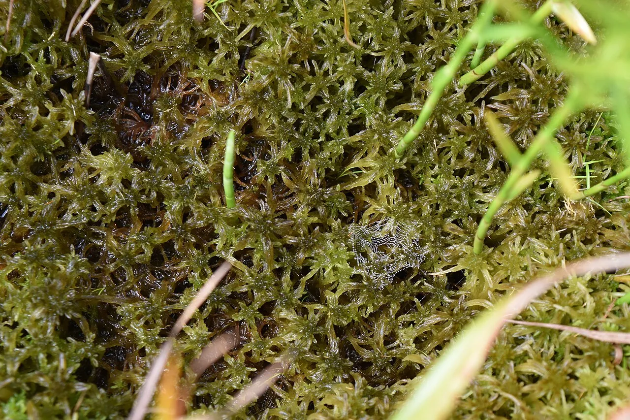 Close view of water-holding sphagnum moss and fine vegetation