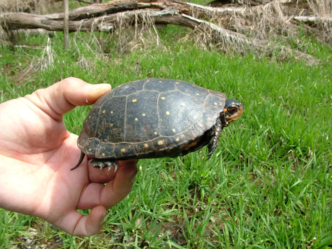 Spotted turtle supported in a hand during a field photograph, with wetland vegetation behind it