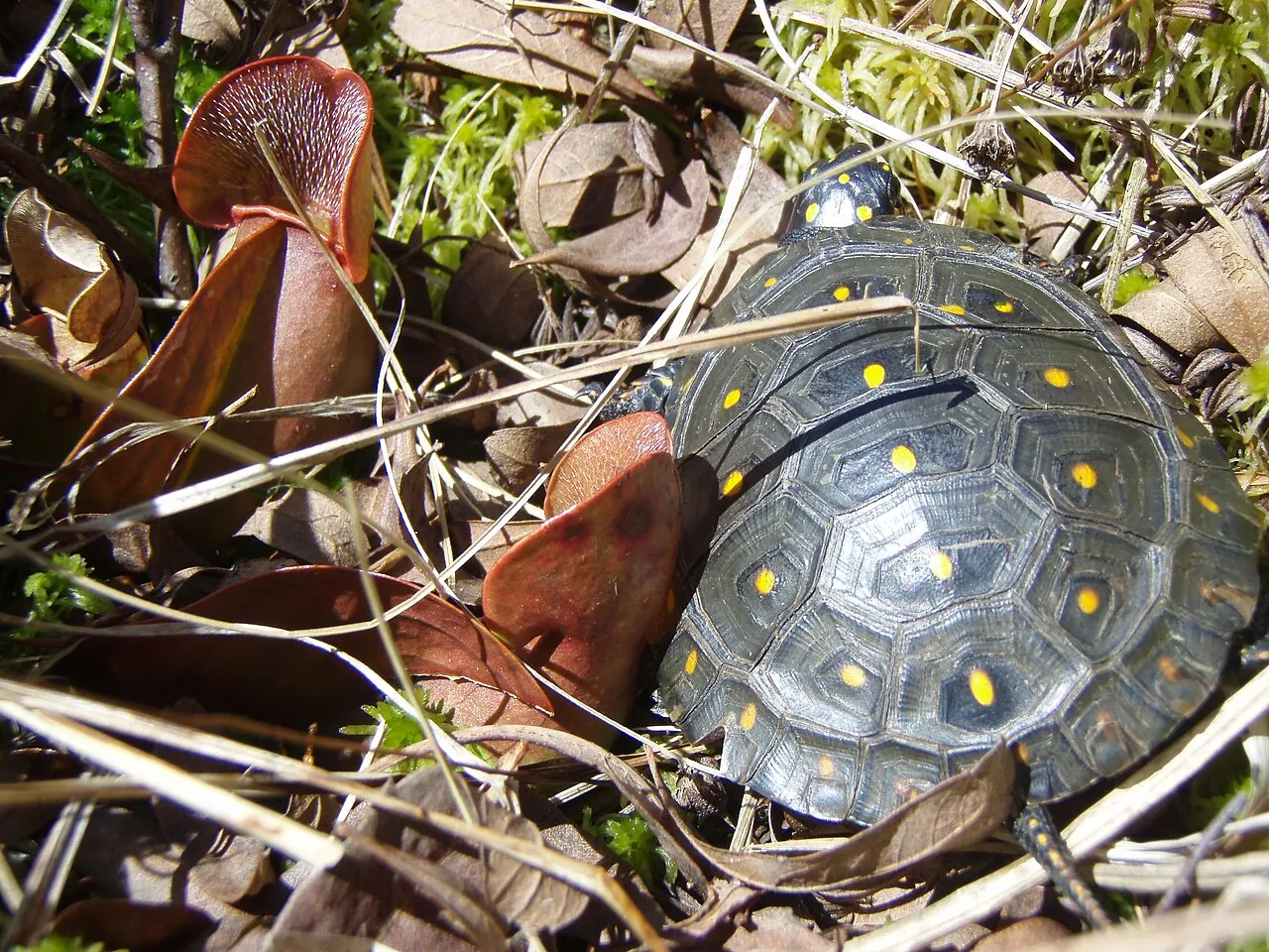 Spotted turtle basking among pitcher plants, moss, and dry leaves
