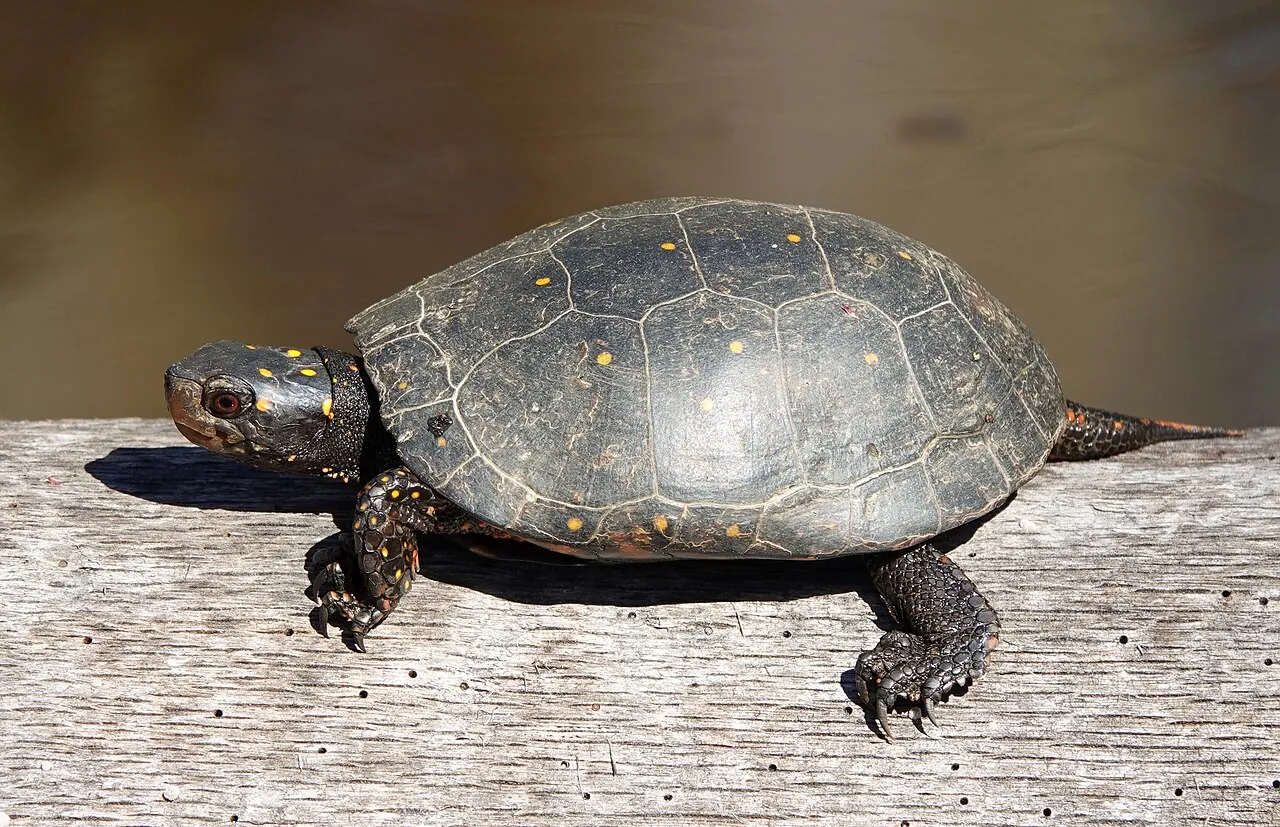 Spotted turtle resting on sunlit wood, with its head facing left and yellow spots visible across the shell