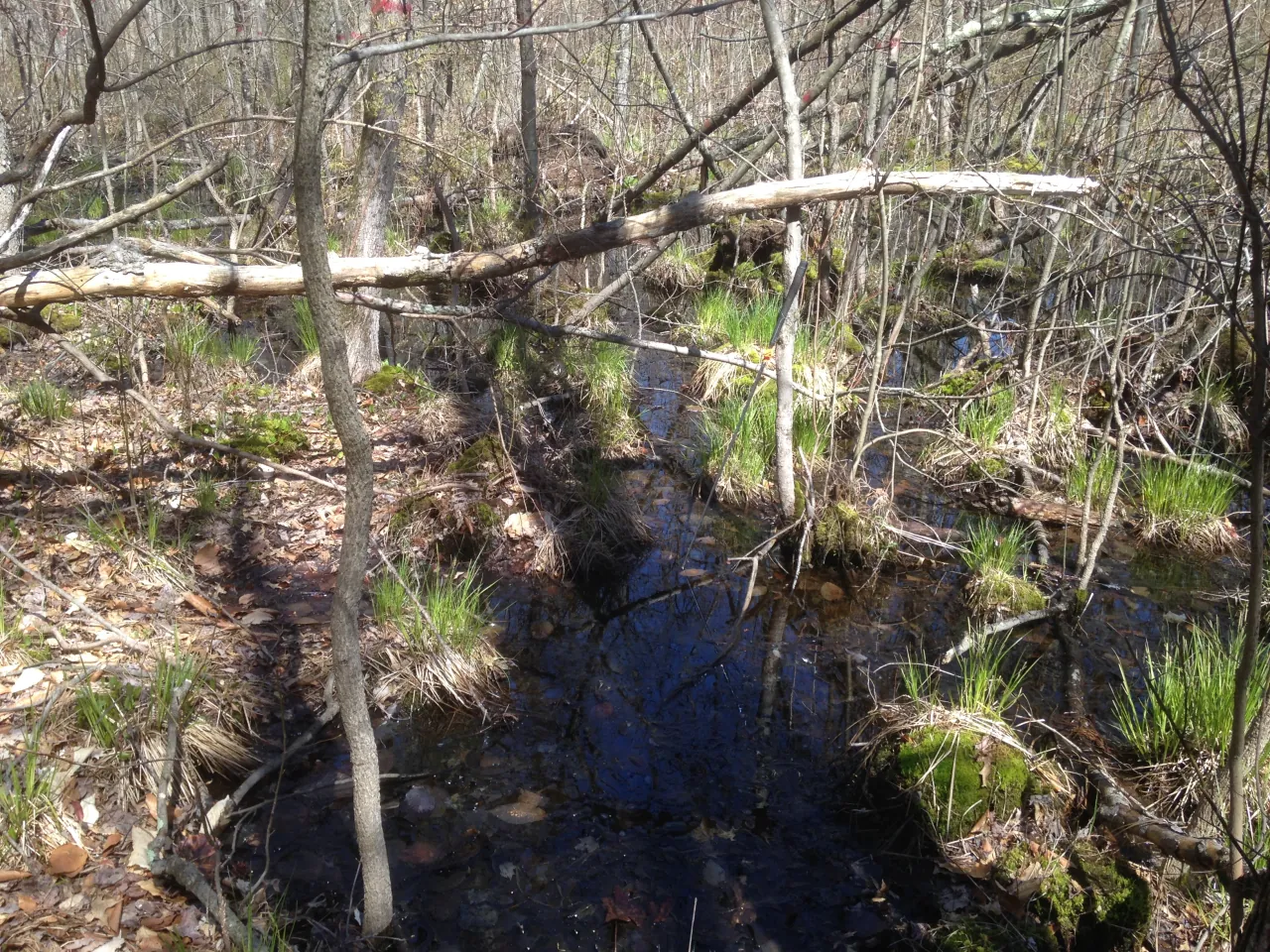 Shallow woodland swamp with fallen logs, sedge tussocks, and narrow channels of dark water