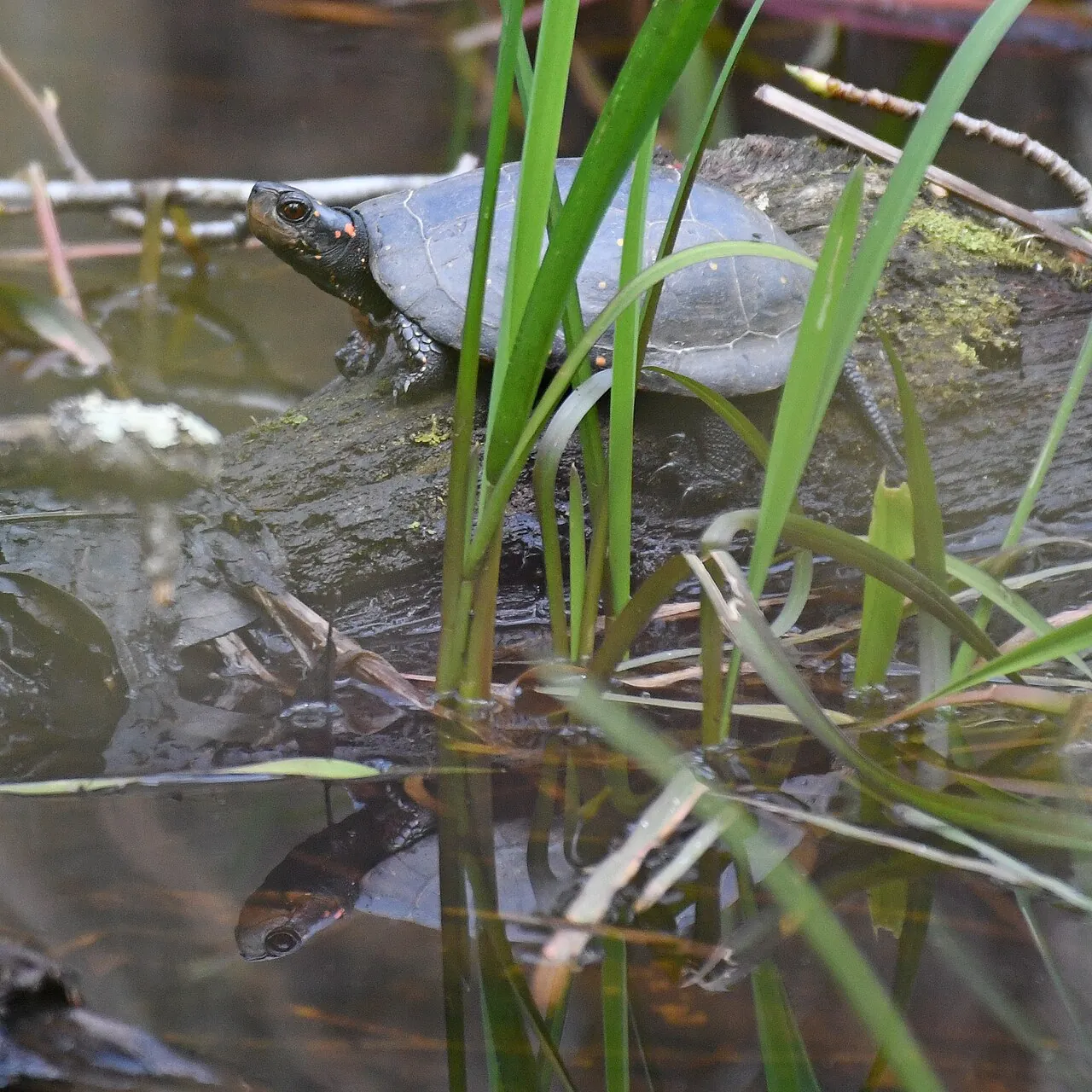 Spotted turtle resting on a mossy log between emergent green stems