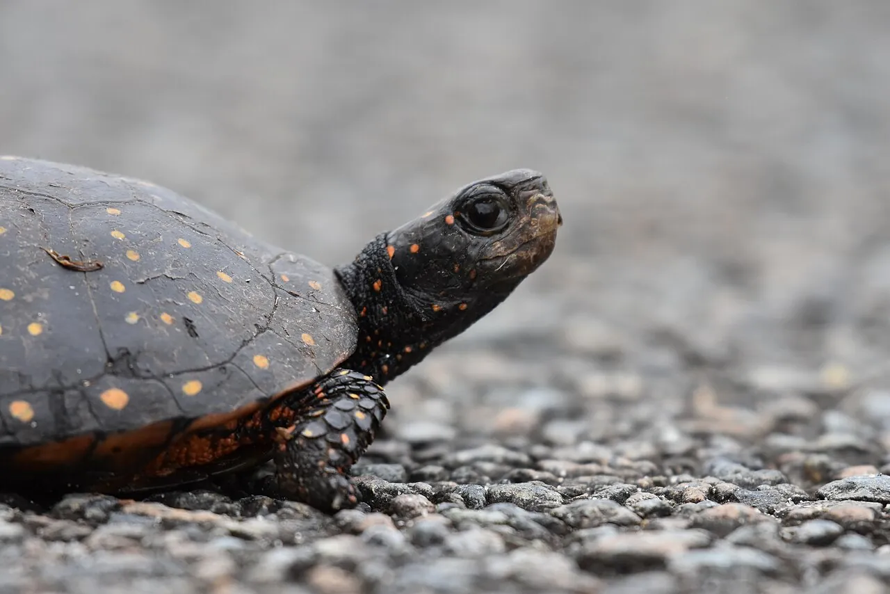 Close view of a spotted turtle’s head, forelimb, and shell on land