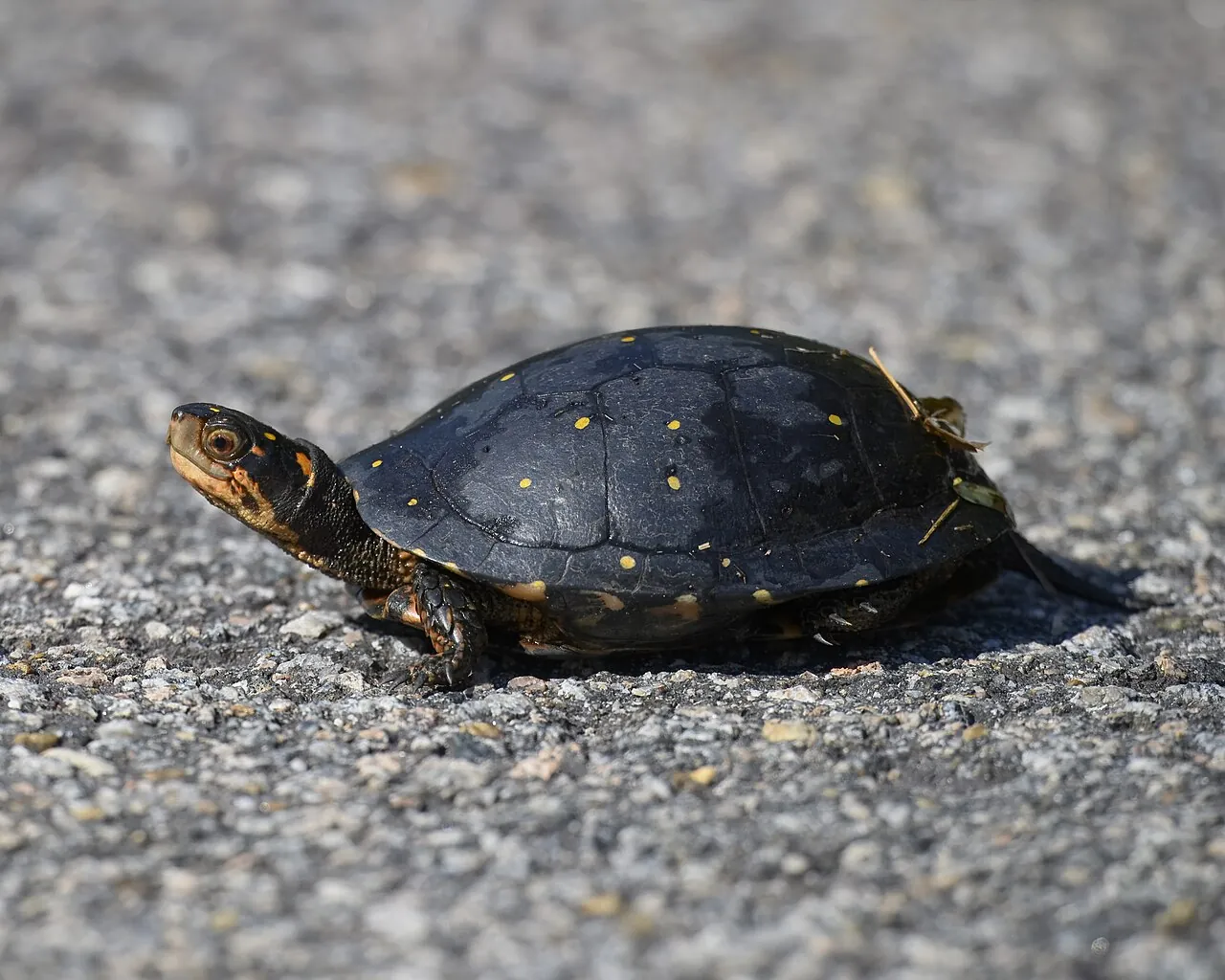 Spotted turtle walking across a gravel surface, with its whole shell in view