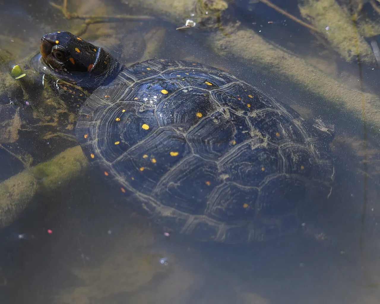 Spotted turtle at the surface of shallow water over submerged leaves