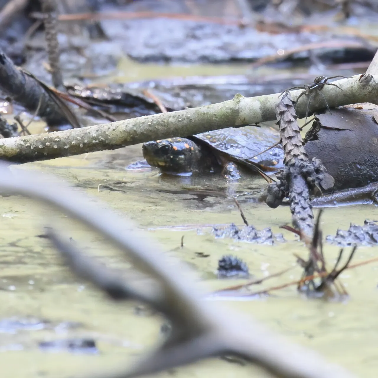 Spotted turtle partly concealed below a branch among submerged leaf litter