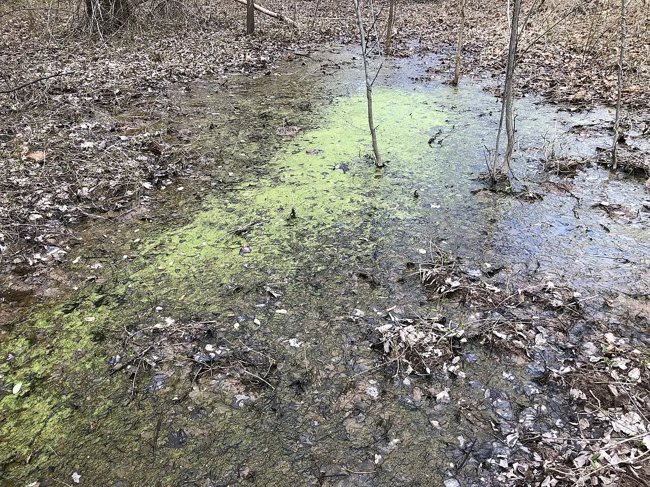 Shallow woodland pool with algae, fallen leaves, and bare deciduous trees