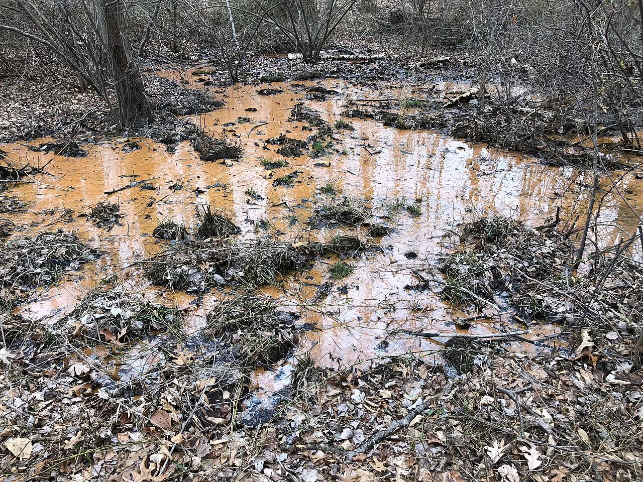 Winter woodland pool with orange-brown water, grass tussocks, and leaf litter